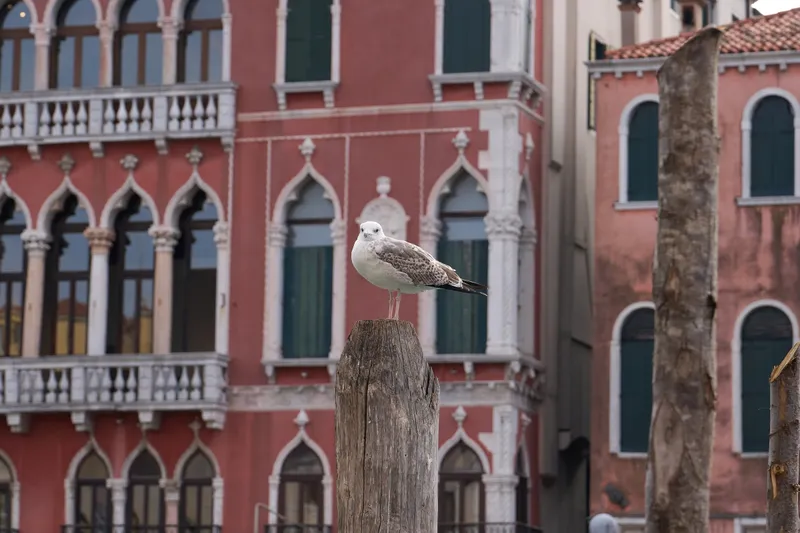 Venice, photo 8